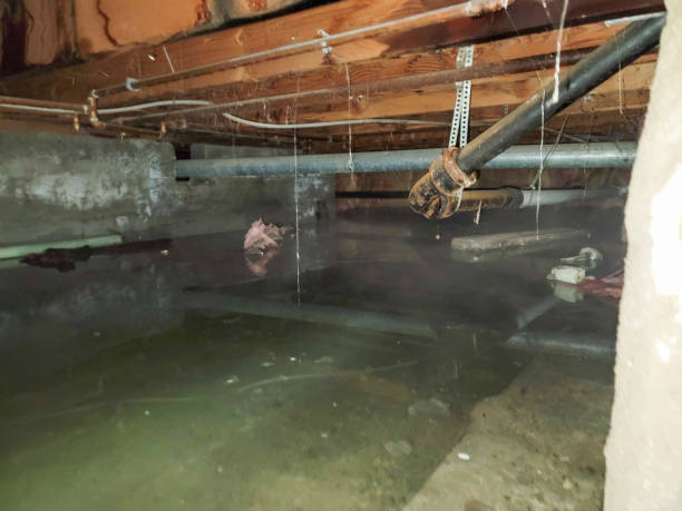 Best 24/7 water damage repair  in Lumbine, CO