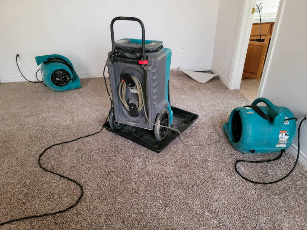 Best Basement water damage restoration  in Lumbine, CO